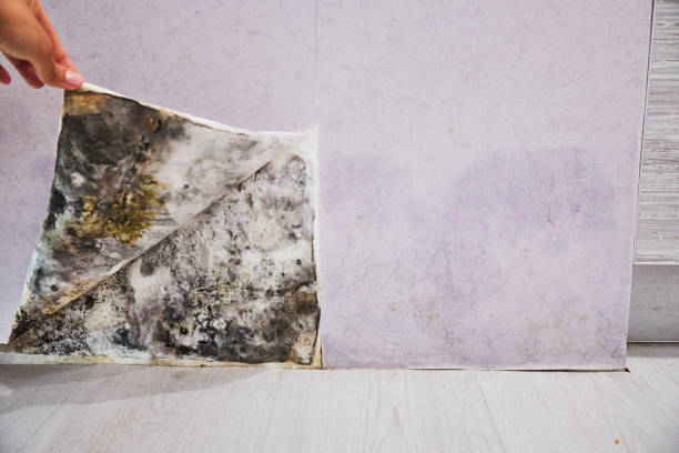 Mold Removal and Inspection in Howards Grove, WI